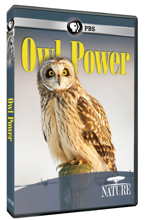 Owl Power (2015) poster