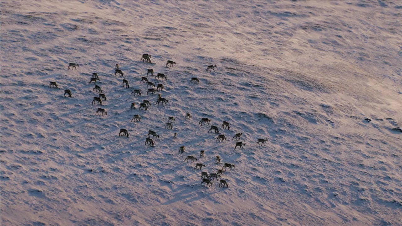 American Arctic screenshot 1