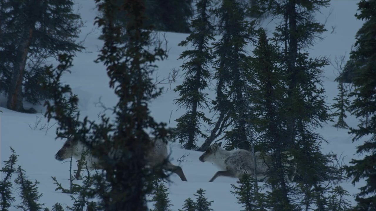 American Arctic screenshot 3