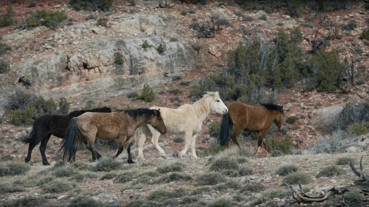 American Horses screenshot 1