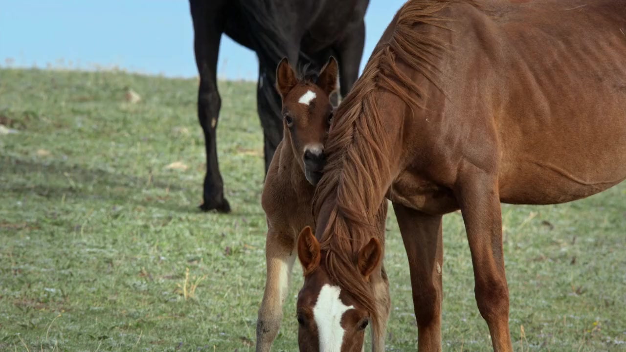 American Horses screenshot 2