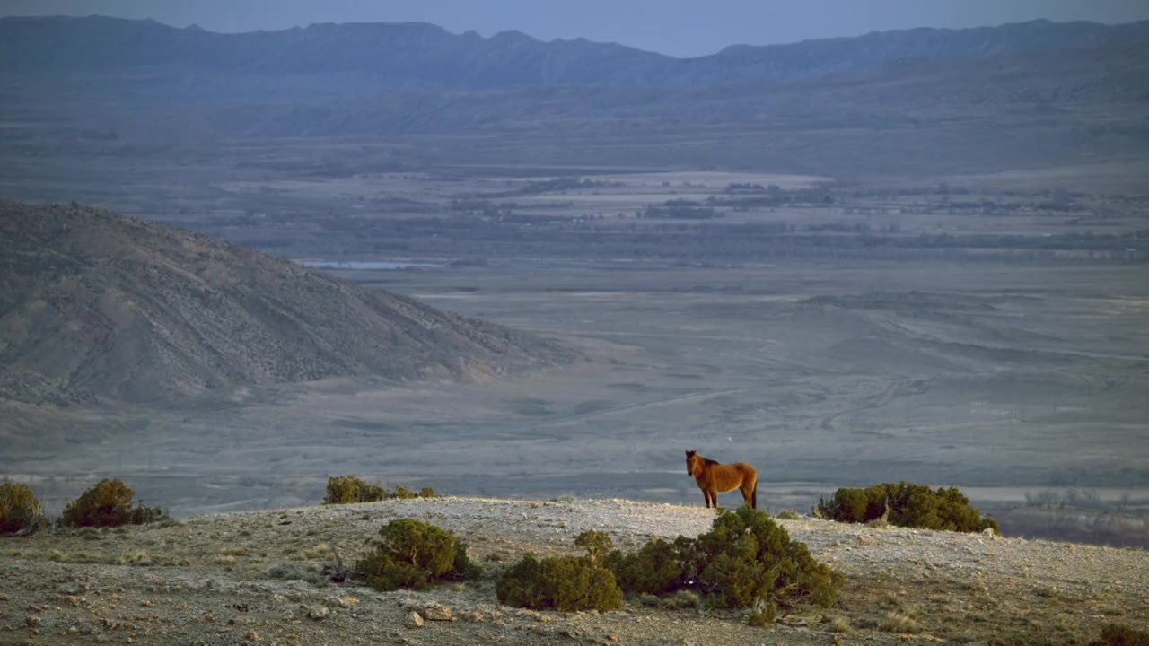 American Horses screenshot 3
