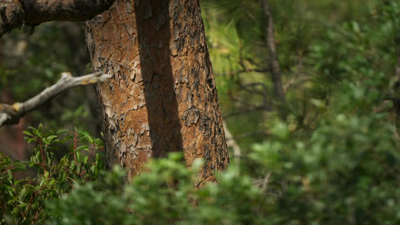 Big Bend: The Wild Frontier of Texas screenshot 3