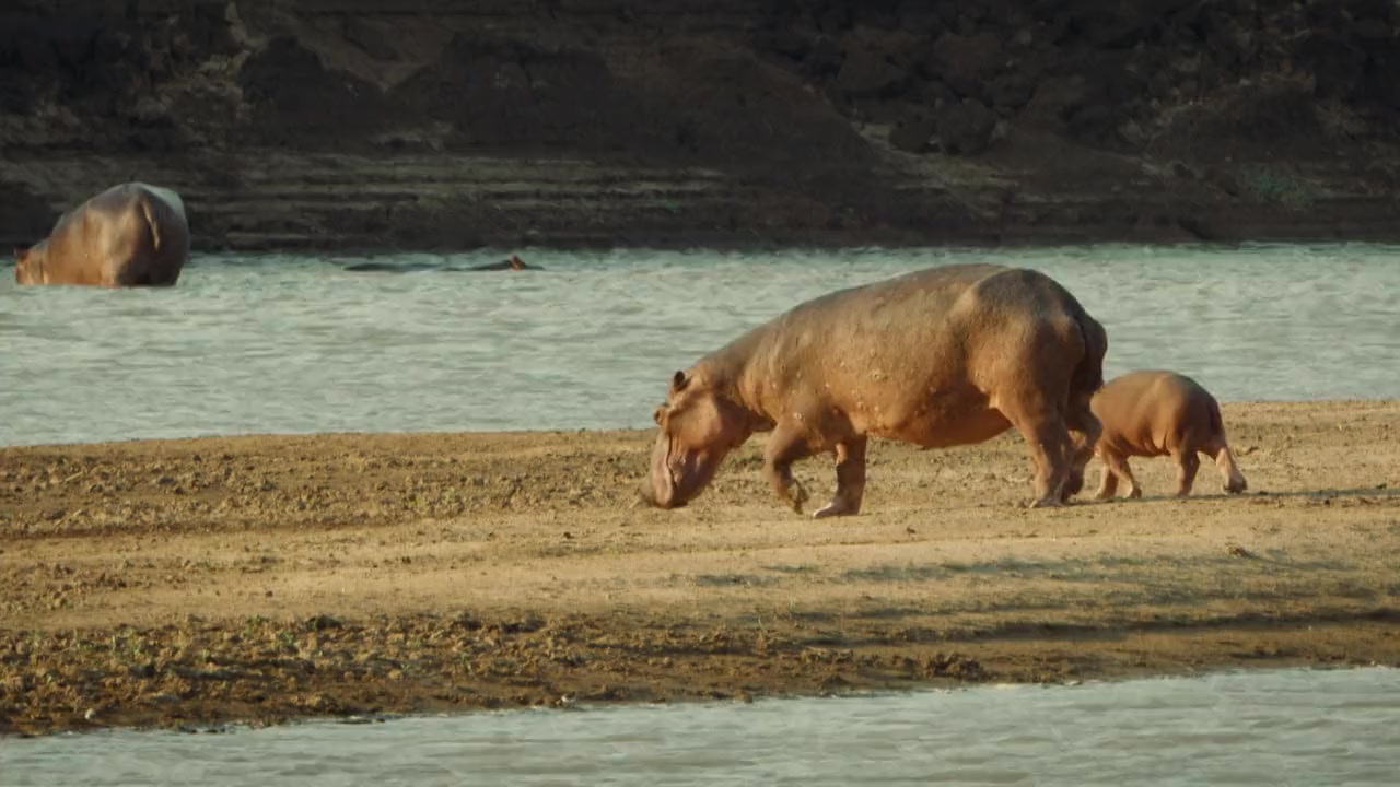 Hippo King screenshot 1