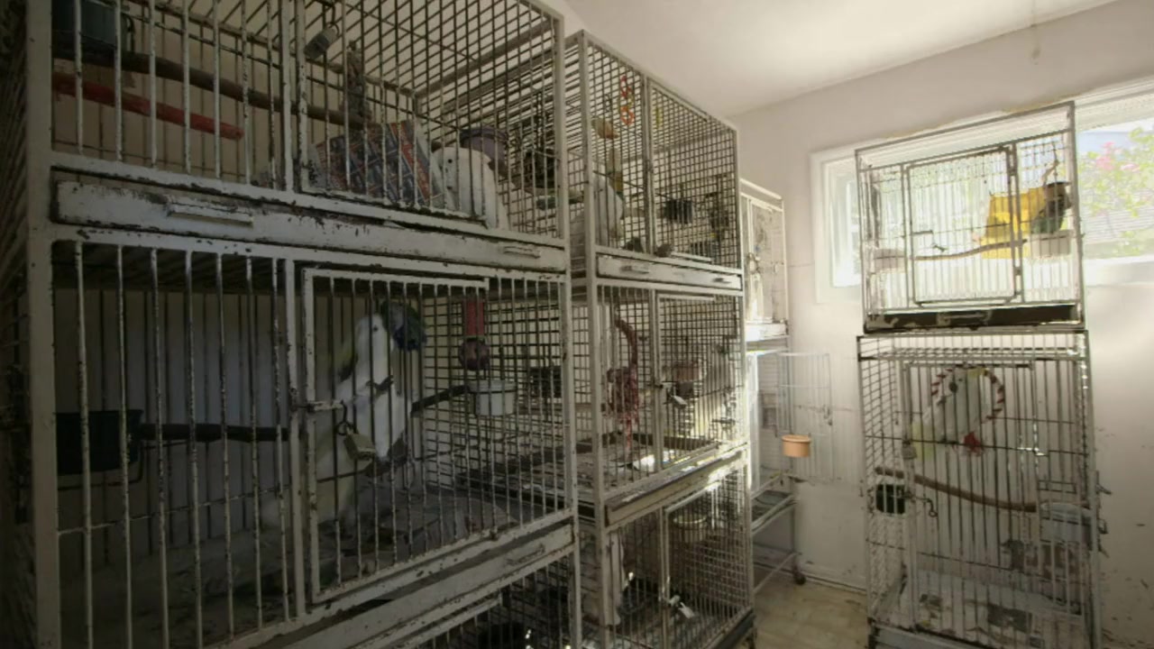 Parrot Confidential screenshot 2