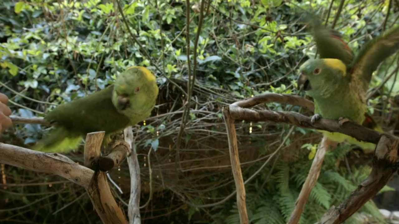 Parrot Confidential screenshot 3