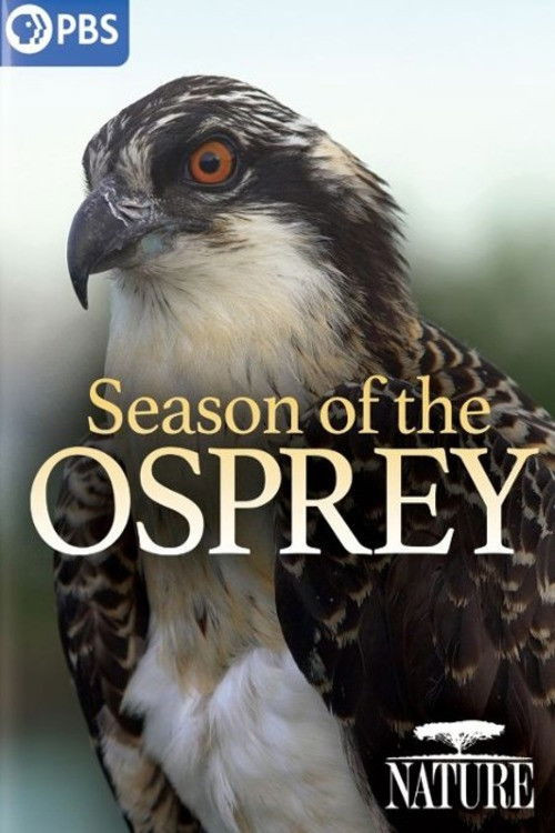 Season of the Osprey (2021) poster