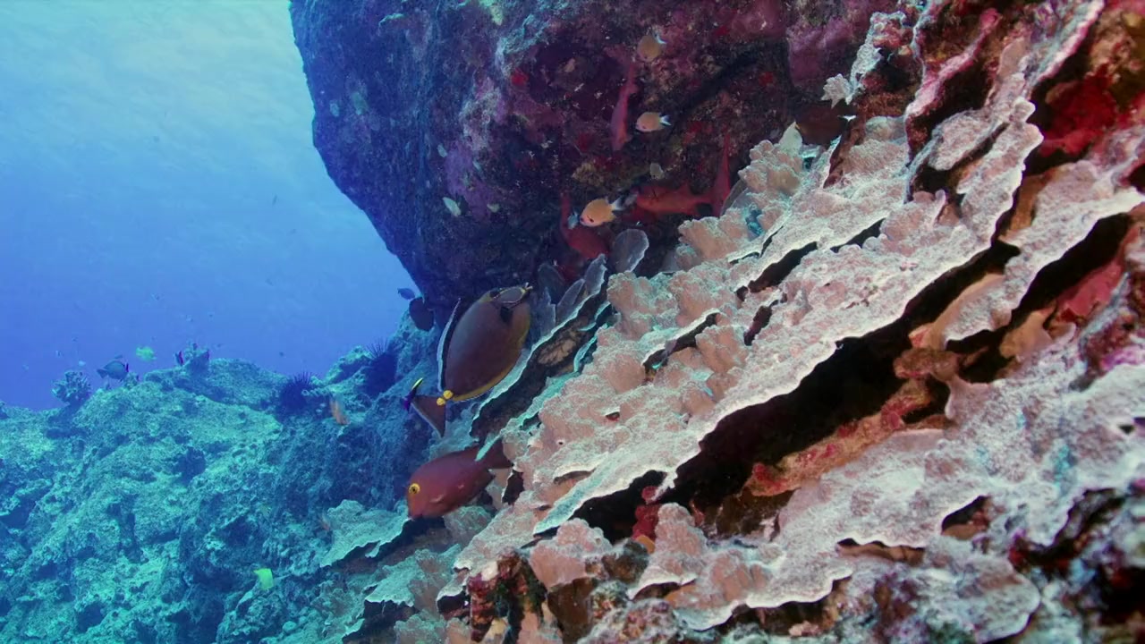 Sharks of Hawaii screenshot 2