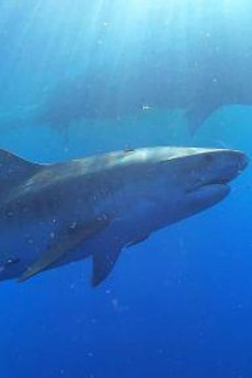 Sharks of Hawaii (2021) poster
