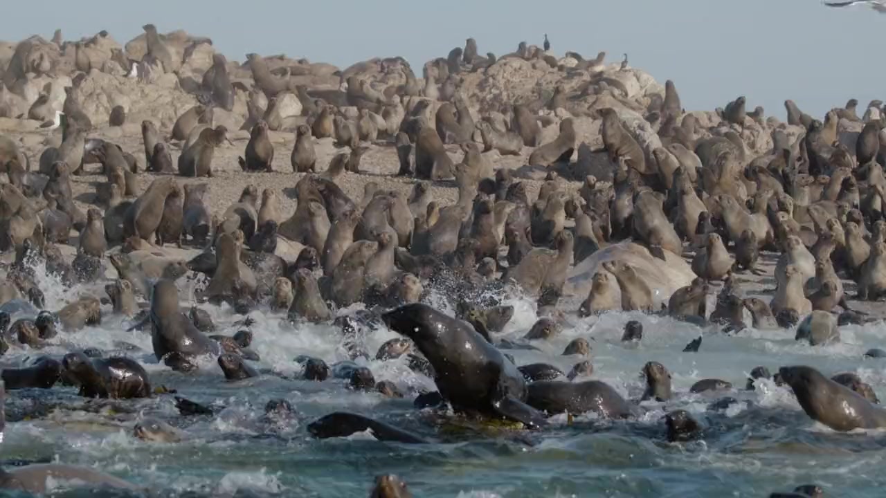 The Ocean's Greatest Feast screenshot 1