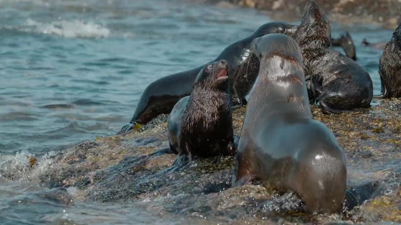 The Ocean's Greatest Feast screenshot 2