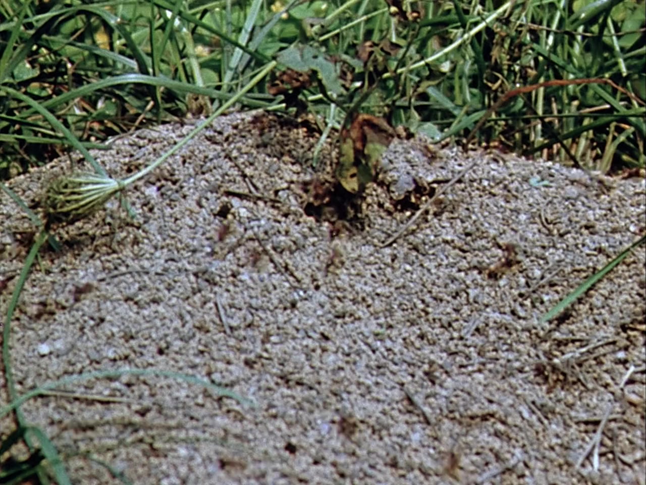 Nature's Half Acre screenshot 1
