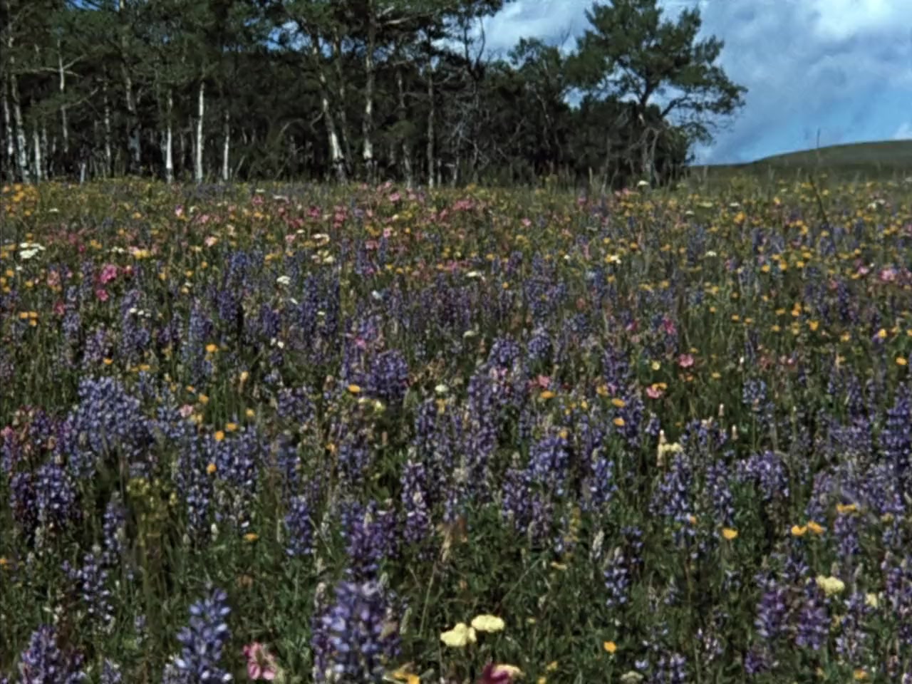 Nature's Half Acre screenshot 2