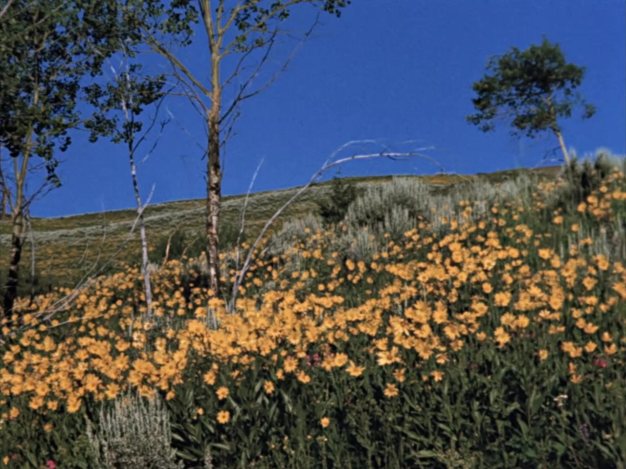 Nature's Half Acre screenshot 3