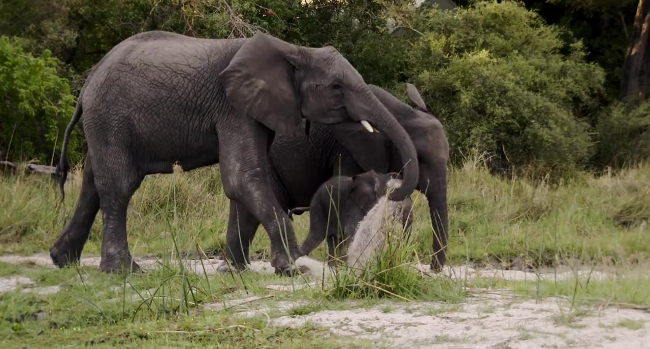 Naledi: A Baby Elephant's Tale screenshot 2