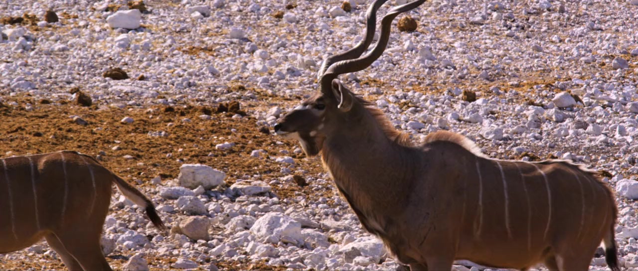 Namibia: The Spirit of Wilderness screenshot 2