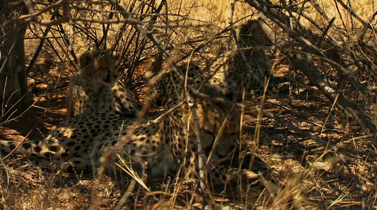 Namibia: Sanctuary of Giants screenshot 1