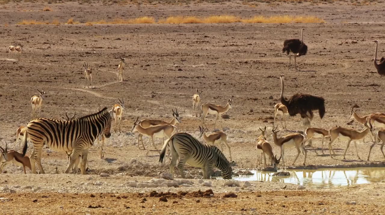 Namibia: Sanctuary of Giants screenshot 2