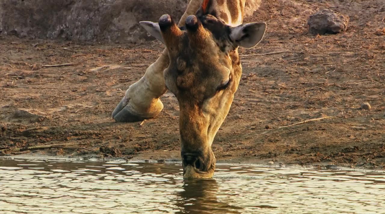 Namibia: Sanctuary of Giants screenshot 3