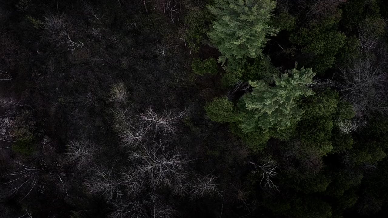 Nemesis screenshot 3