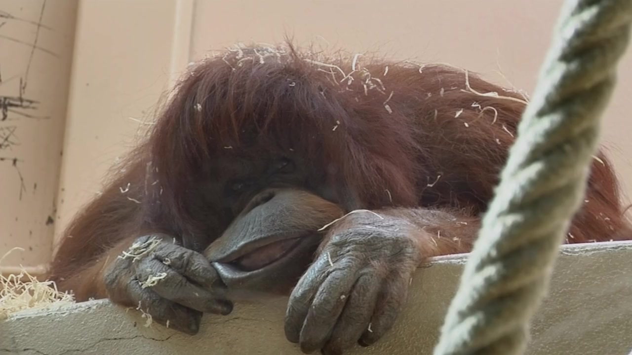 Nénette screenshot 2