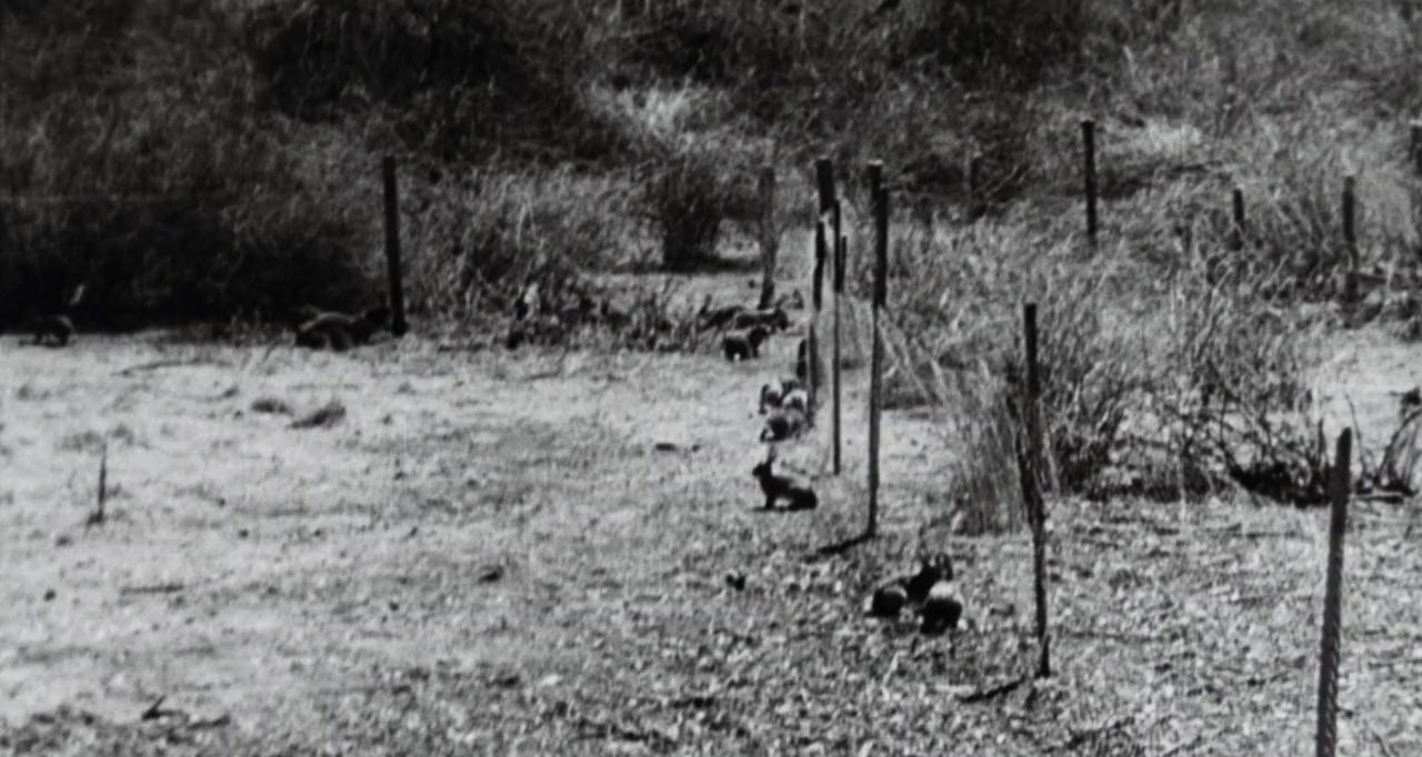 Night of the Lepus screenshot 3