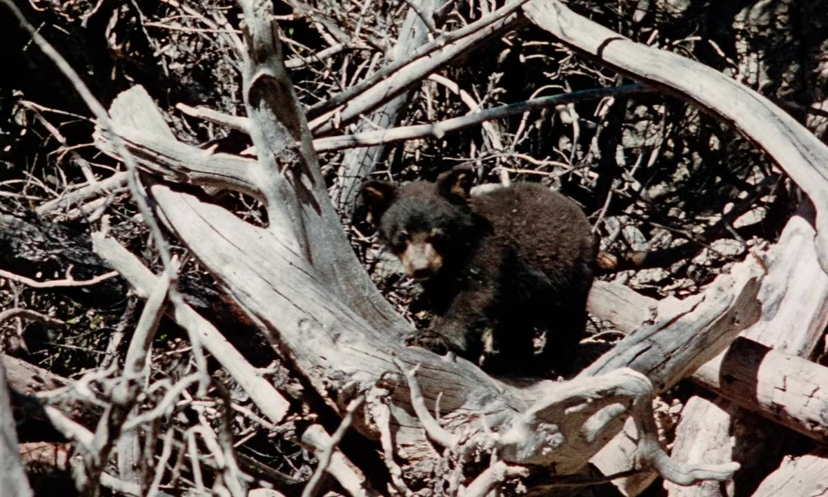 Nikki, Wild Dog of the North screenshot 2