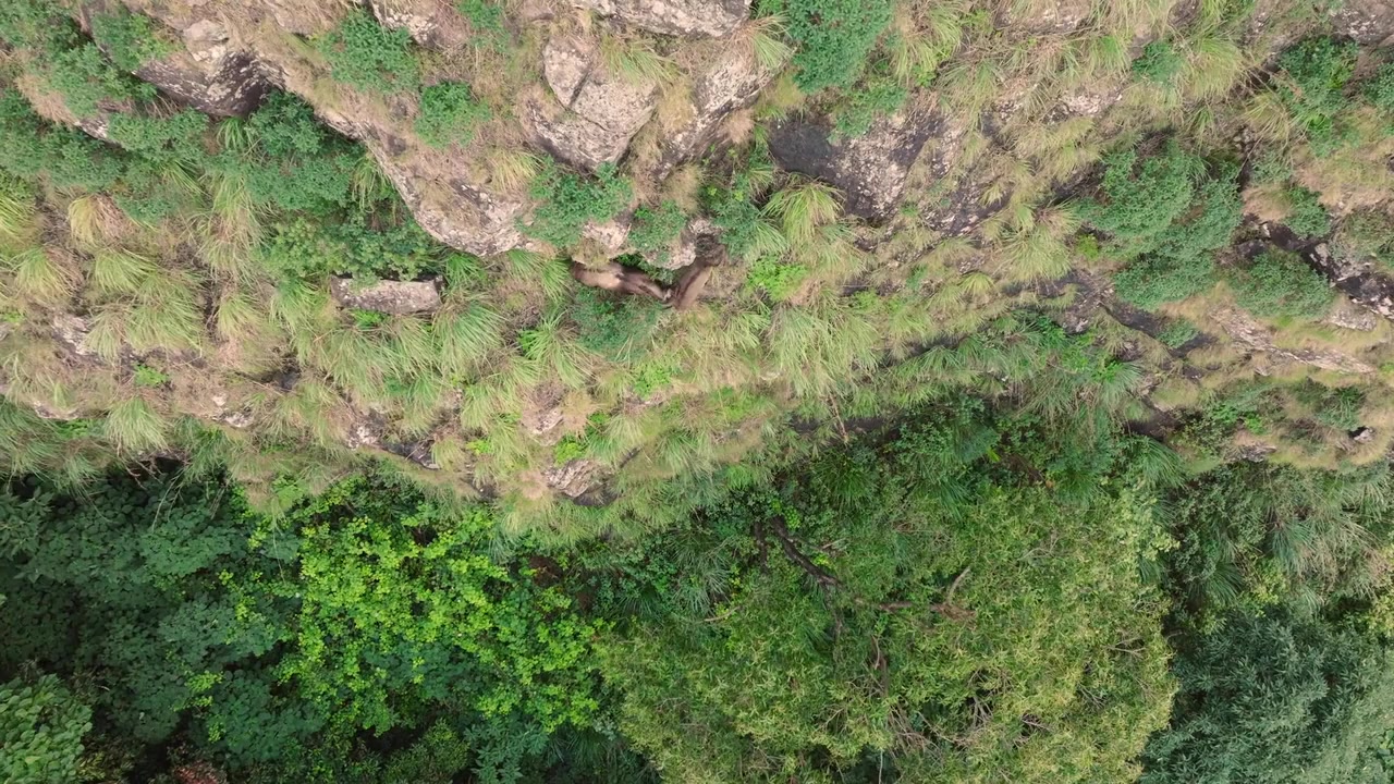 Nilgiris: A Shared Wilderness screenshot 1