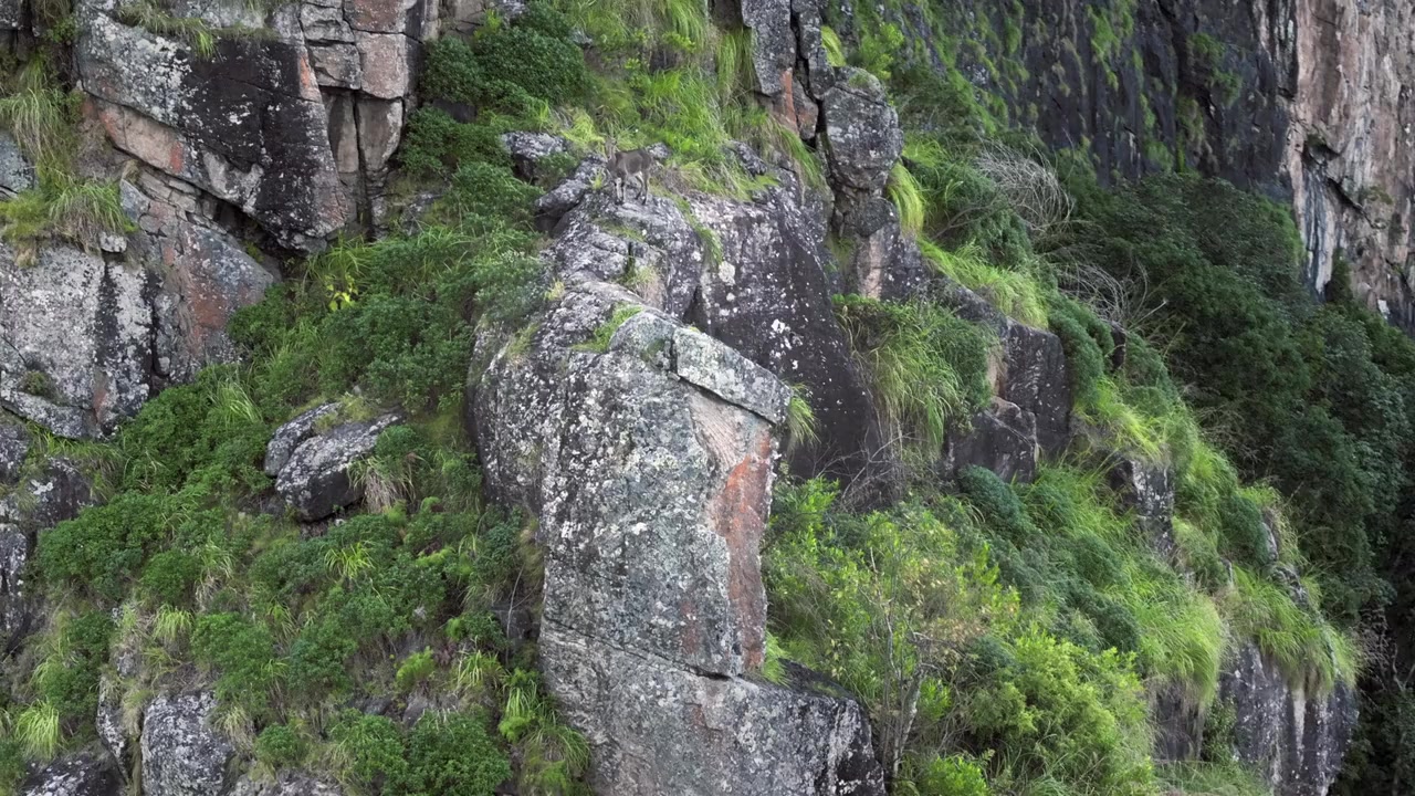 Nilgiris: A Shared Wilderness screenshot 2
