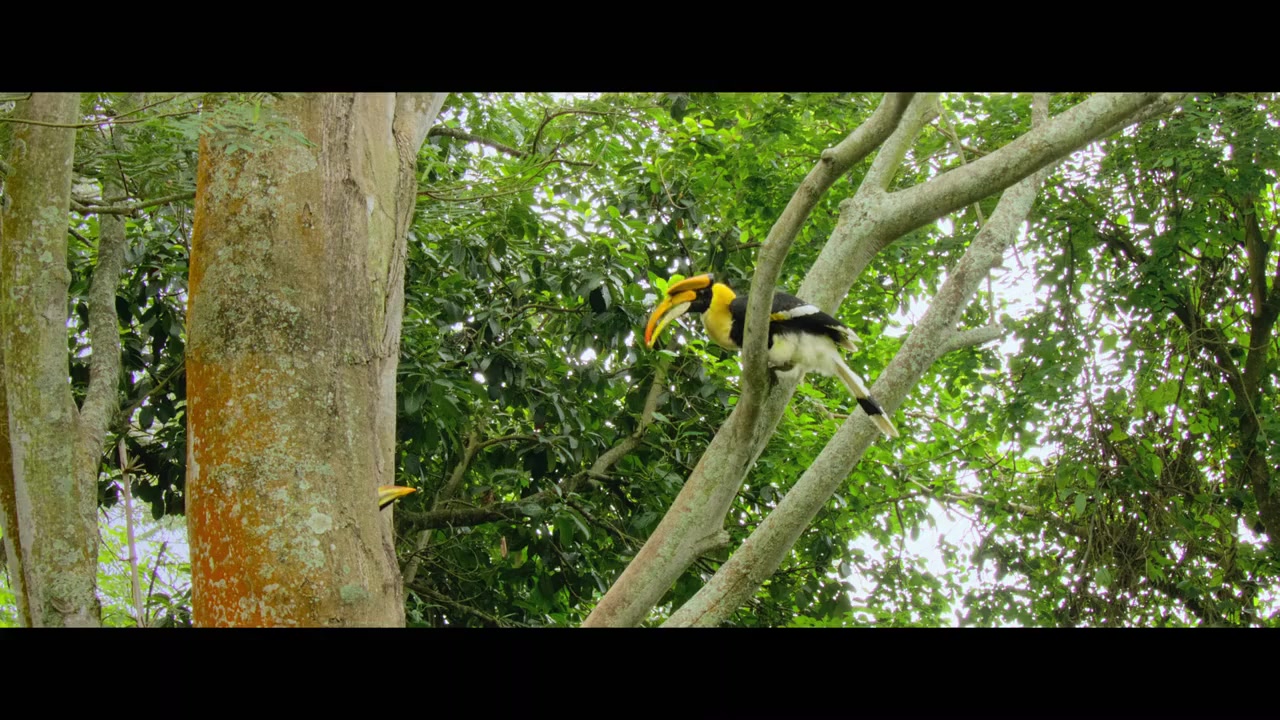 Nilgiris: A Shared Wilderness screenshot 3