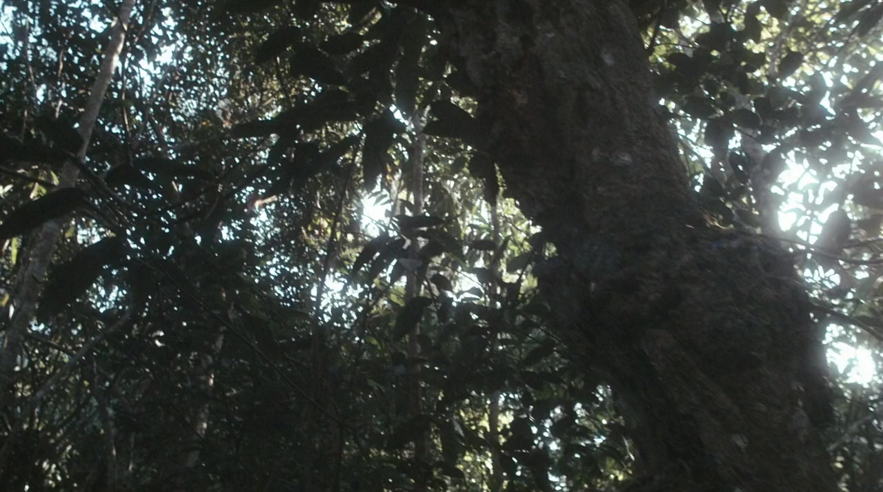 Nang mai screenshot 1