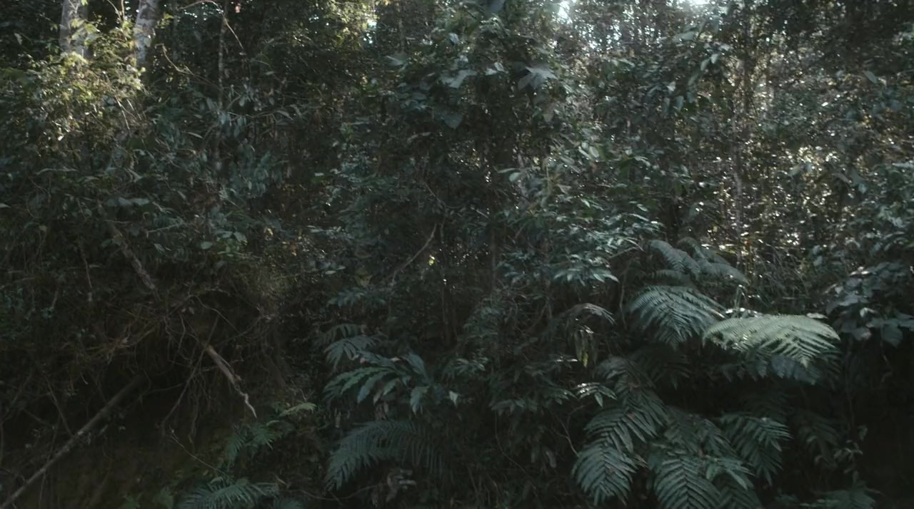 Nang mai screenshot 2