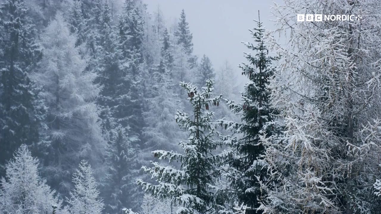 Snow Animals screenshot 2