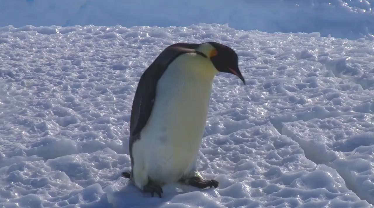 Snow Chick: A Penguin's Tale screenshot 2