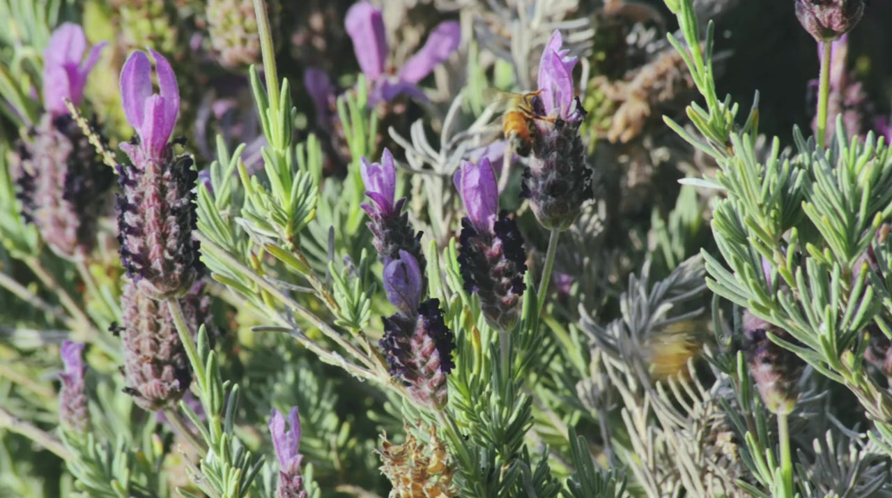 Sound Heals screenshot 1
