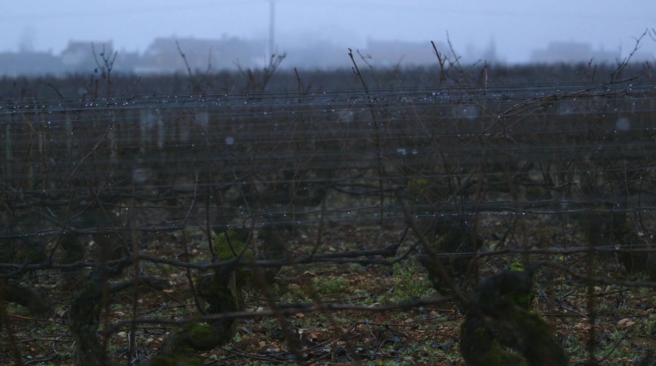 Sour Grapes screenshot 1