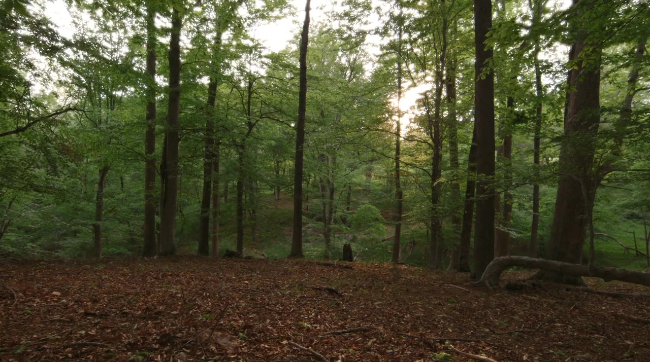 Solitary screenshot 1