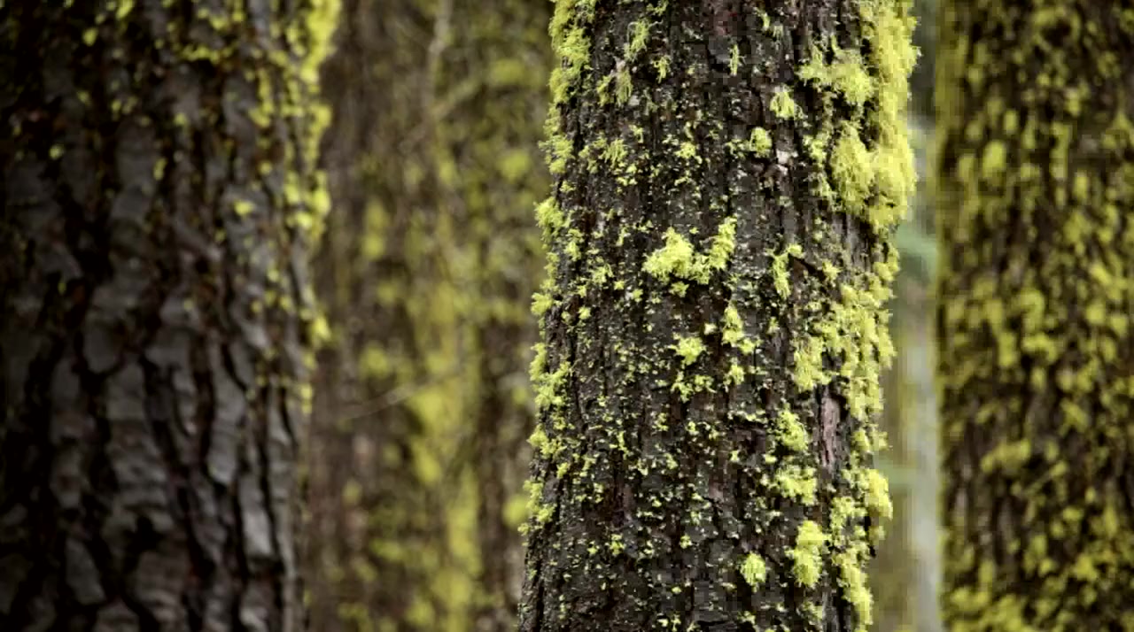 Solstice screenshot 1