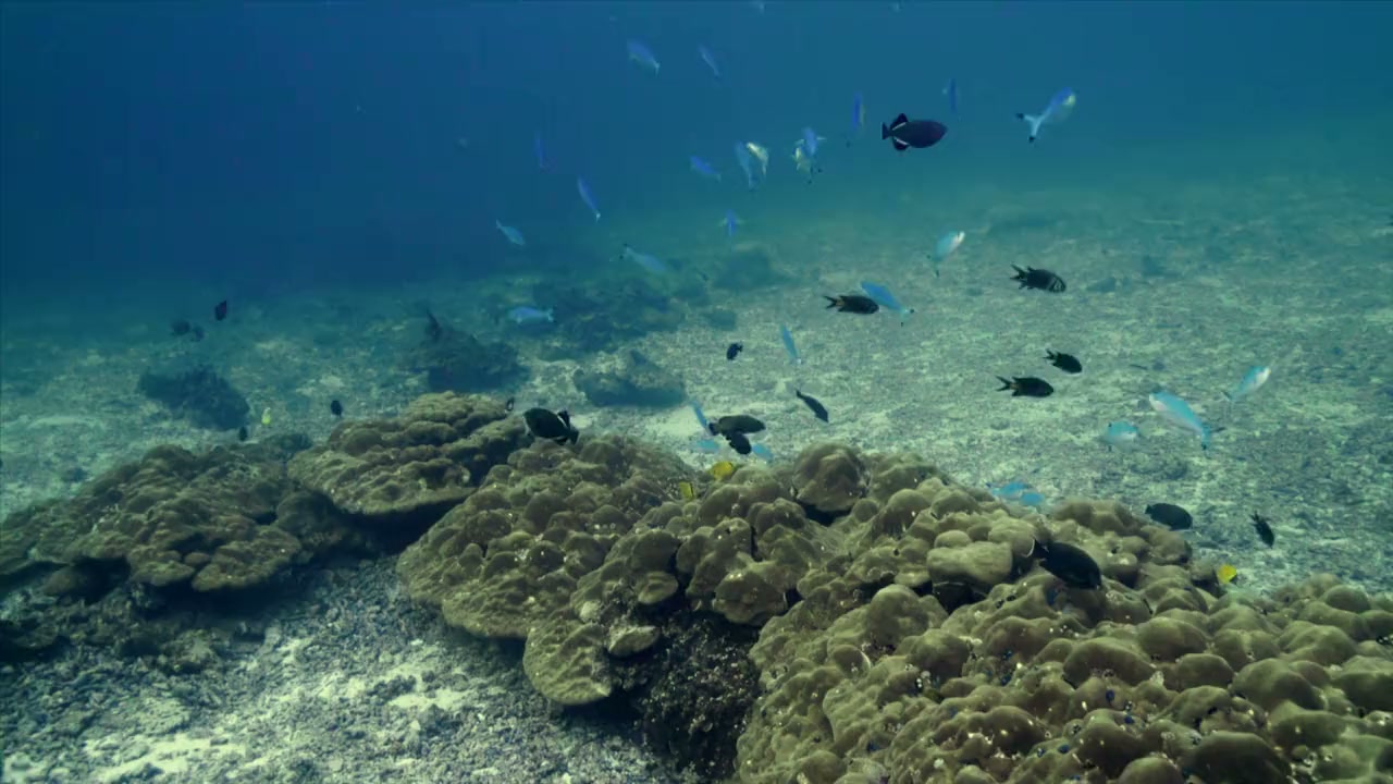 Saved from a Shark screenshot 1