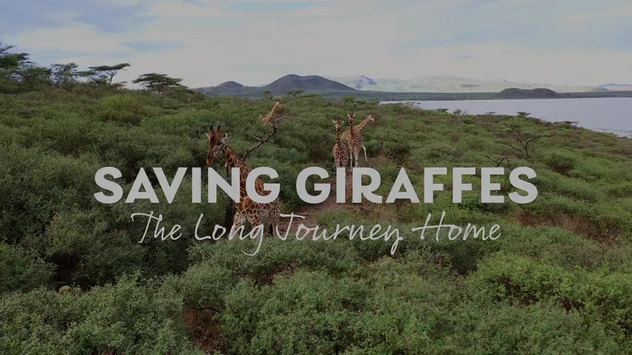 Saving Giraffes: The Long Journey Home screenshot 1