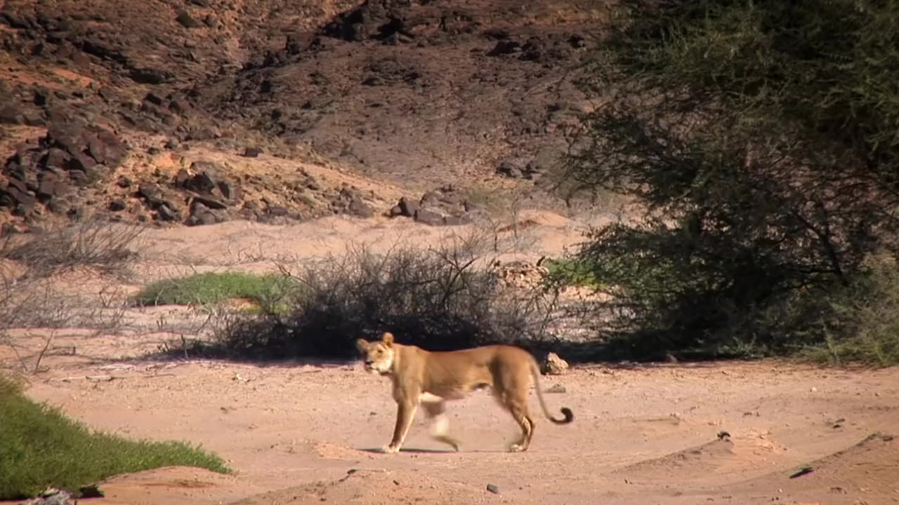 Saving Giraffes: The Long Journey Home screenshot 2