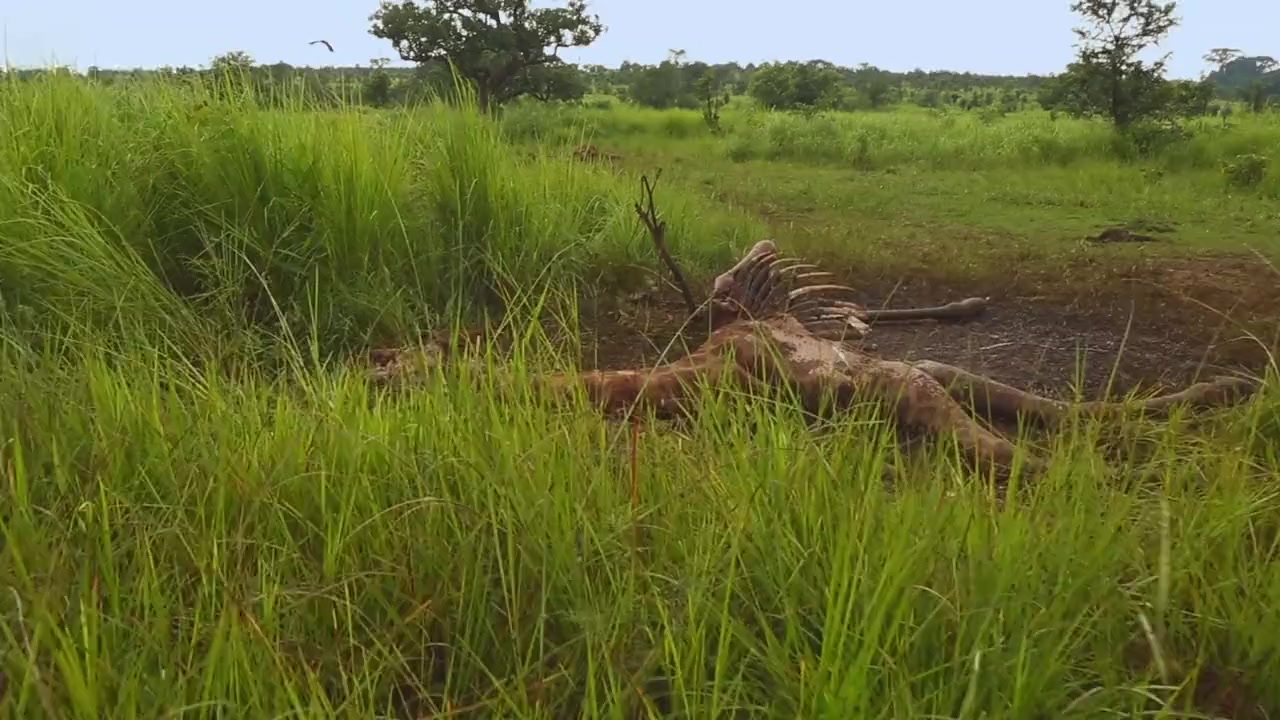 Saving Giraffes: The Long Journey Home screenshot 3