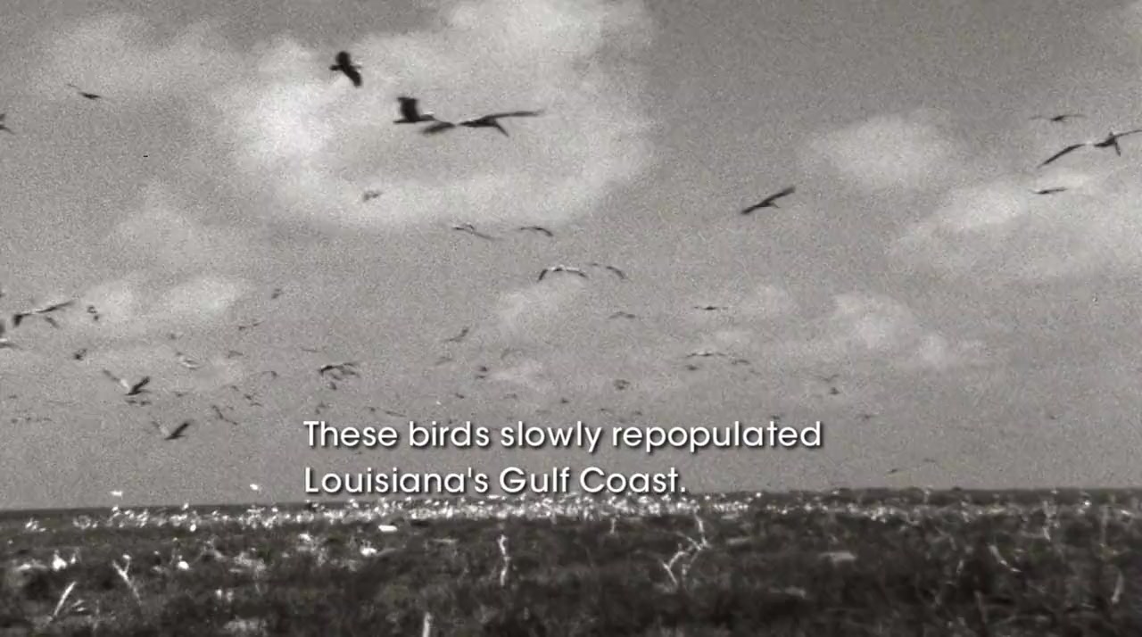 Saving Pelican 895 screenshot 1