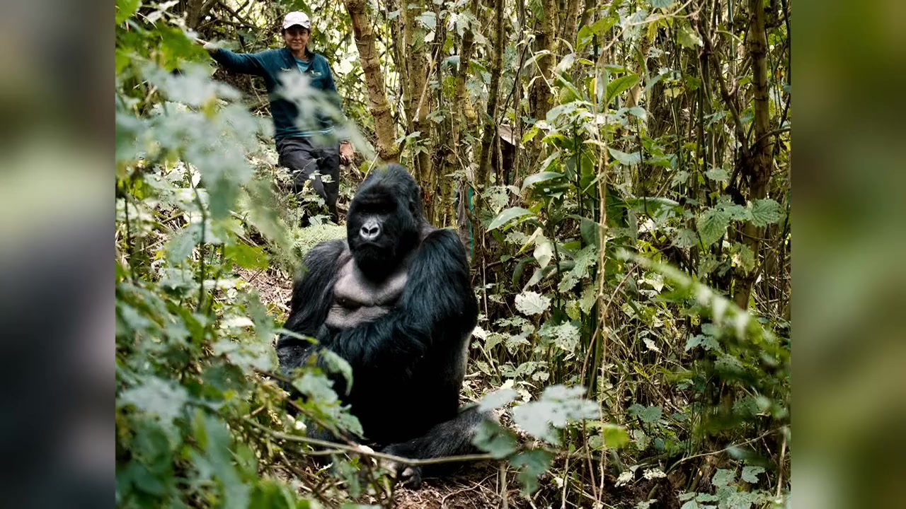 Saving the Gorillas: Ellen's Next Adventure screenshot 1