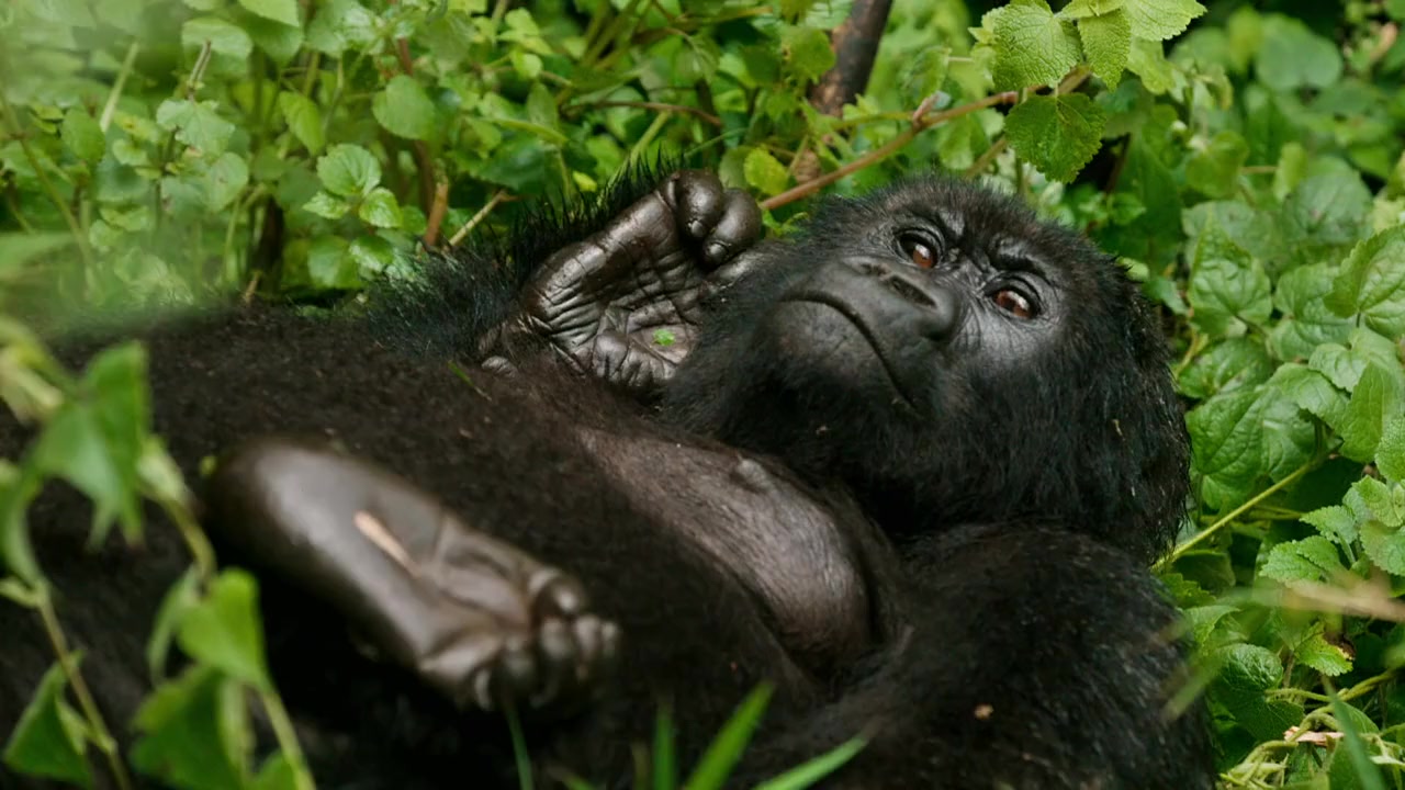 Saving the Gorillas: Ellen's Next Adventure screenshot 3