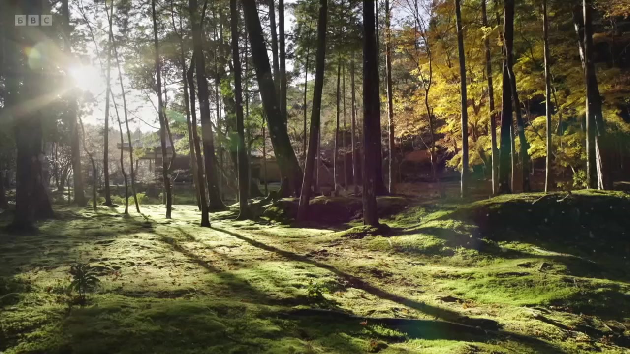 Sa Majesté les mousses screenshot 1