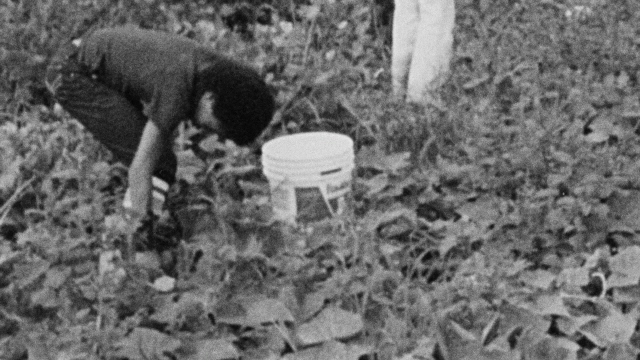 Sacred Soil: The Piney Woods School Story screenshot 1