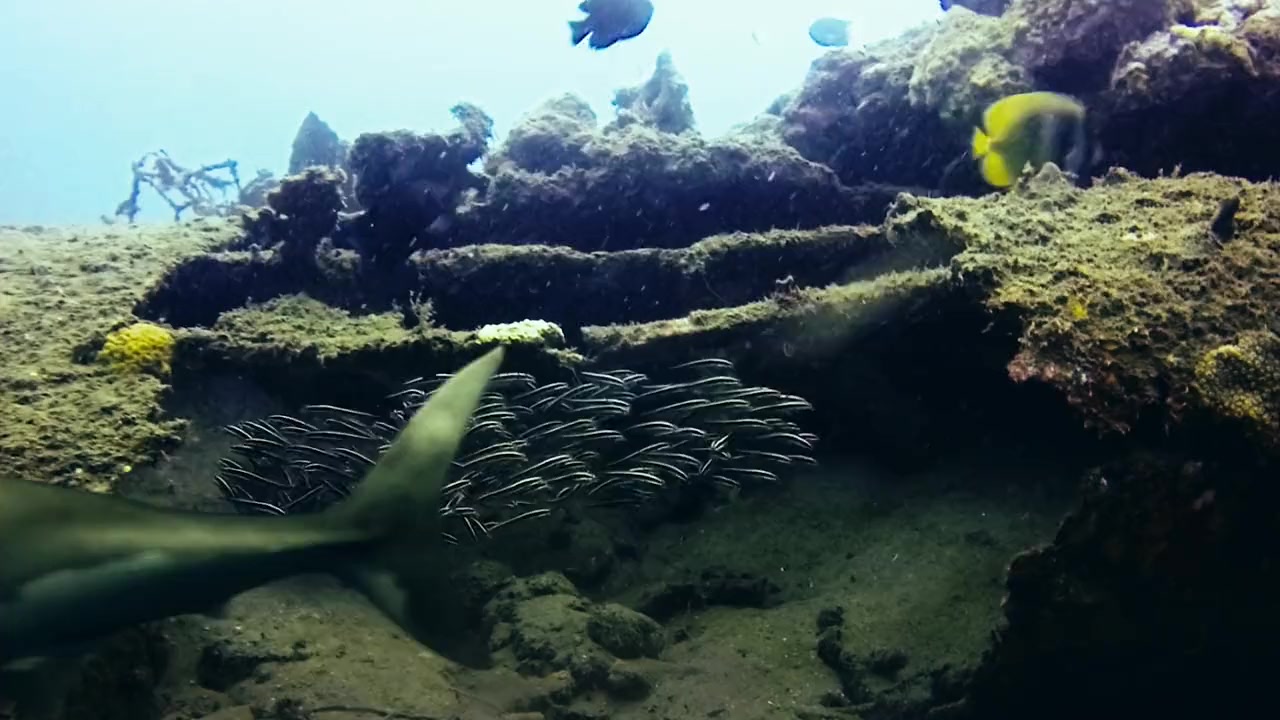 Atomic Shark screenshot 1