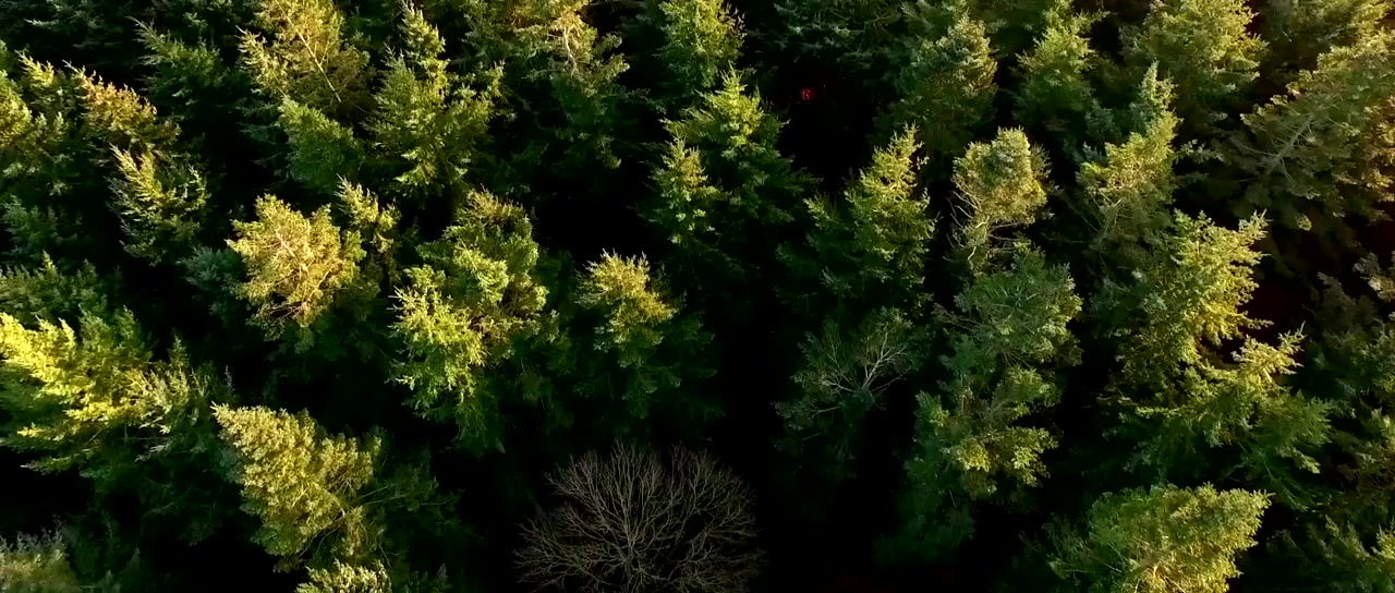 Scarecrow's Revenge screenshot 2