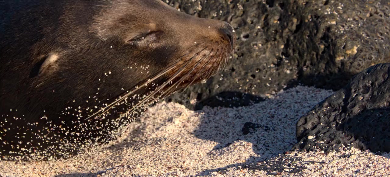 Sea Lions of the Galapagos screenshot 1